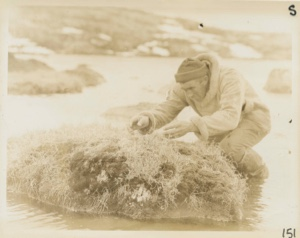 Image of Ptarmigan on nest. Harold trying to catch it